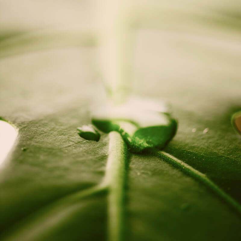 energy-1-1 hoja con gota de agua
